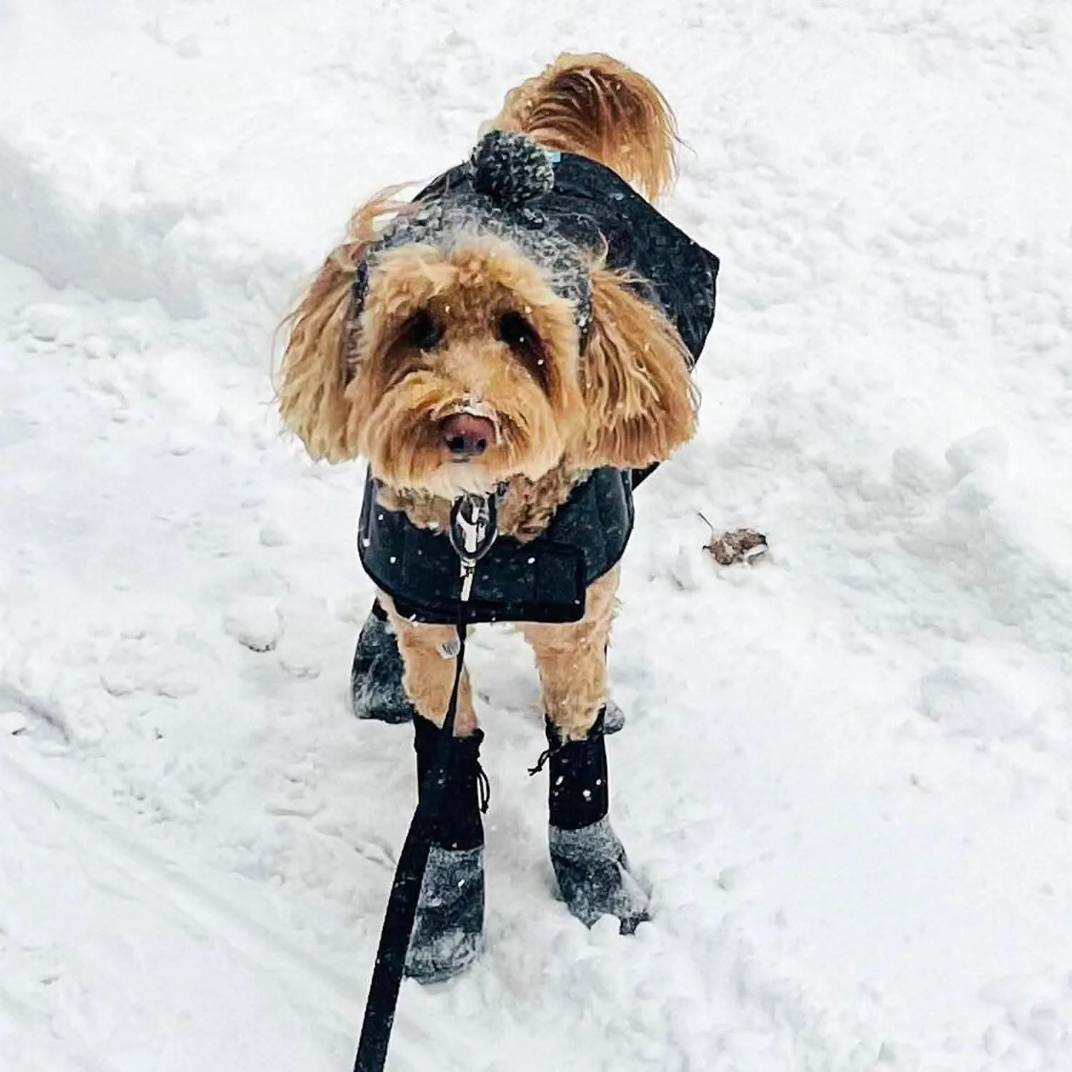 Winter Puffer Coat XS —  [ꜰɪɴᴀʟ ꜱᴀʟᴇ - ]
